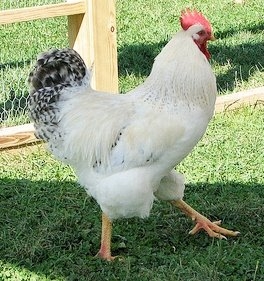 Delaware Chickens for Sale