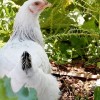 Delaware Chicken
