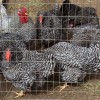 Dominique Chickens