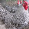 Dominique Chickens