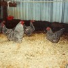 Dominique Bantam Chickens