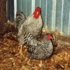 Dominique Bantam Chickens