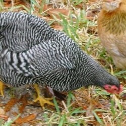 Dominique Bantam Baby Chicks for Sale