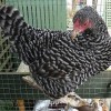 Dominique Bantam Chicken