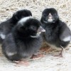 Dominique Bantam Chicks