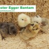 Easter Egger Bantam Chicks