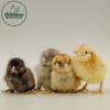 Easter Egger Bantam - Image 2