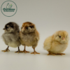 Easter Egger - Image 3