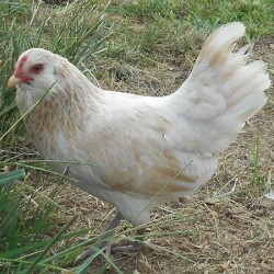 Easter Egger Bantam Chicken