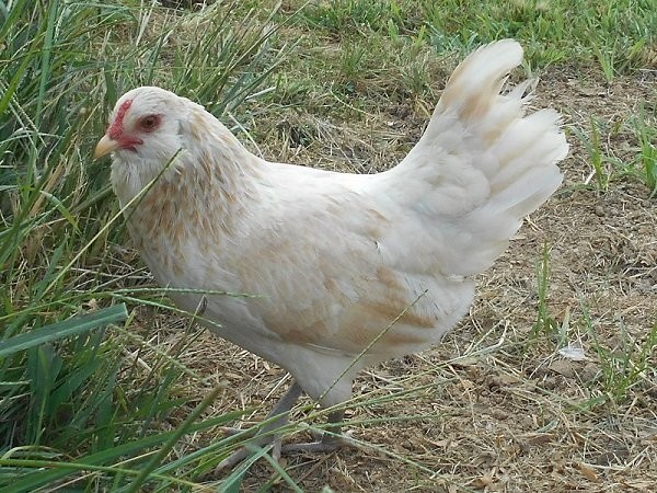 Easter Egger Bantam Chicken