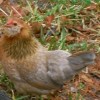 Easter Egger Bantam Chicken