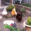 Brown Egg Laying Chickens