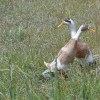 Fawn & White Runner