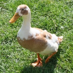 Fawn and White Runner Ducks