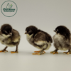 French Black Copper Marans - Image 3