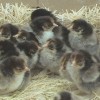 Golden Laced Cochin Bantam Chicks