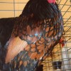 Golden Laced Cochin Bantam Chicken