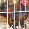 Golden Laced Cochin Bantam Chickens