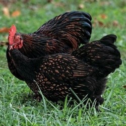 Golden Laced Cochin Bantam Chicken