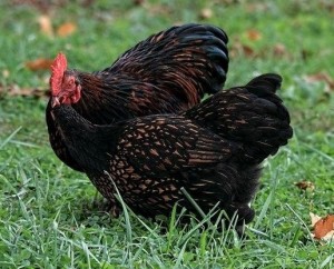 Golden Laced Cochin Bantam Chicken