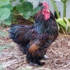 Golden Laced Cochin Bantam Chicken