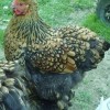 Golden Laced Cochin Bantam Chicken