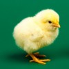 Jumbo Cornish Cross Chick