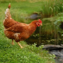 Golden Comet Baby Chicks for Sale