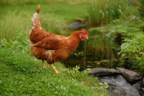 Golden Comet Baby Chicks for Sale