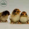 Golden Laced Cochin Bantam - Image 3