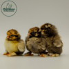 Golden Laced Cochin - Image 3
