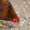 Golden Laced Wyandotte