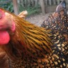 Golden Laced Wyandotte Chicken