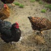 Golden Laced Wyandotte Chickens