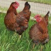 Golden Laced Wyandotte Chickens