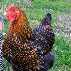 Golden Laced Wyandotte Chickens For Sale