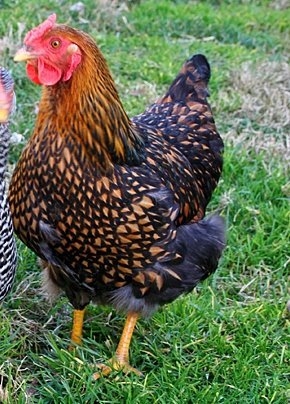 Golden Laced Wyandotte Chickens For Sale