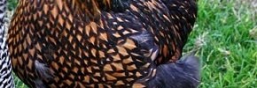 Golden Laced Wyandotte Chicken