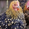 Golden Laced Wyandotte Chicken