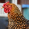 Golden Laced Wyandotte Chicken