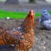 Golden Laced Wyandotte