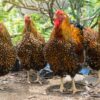 Golden Laced Wyandotte