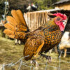 Golden Sebright Bantam