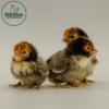 Golden Sebright Bantam - Image 2
