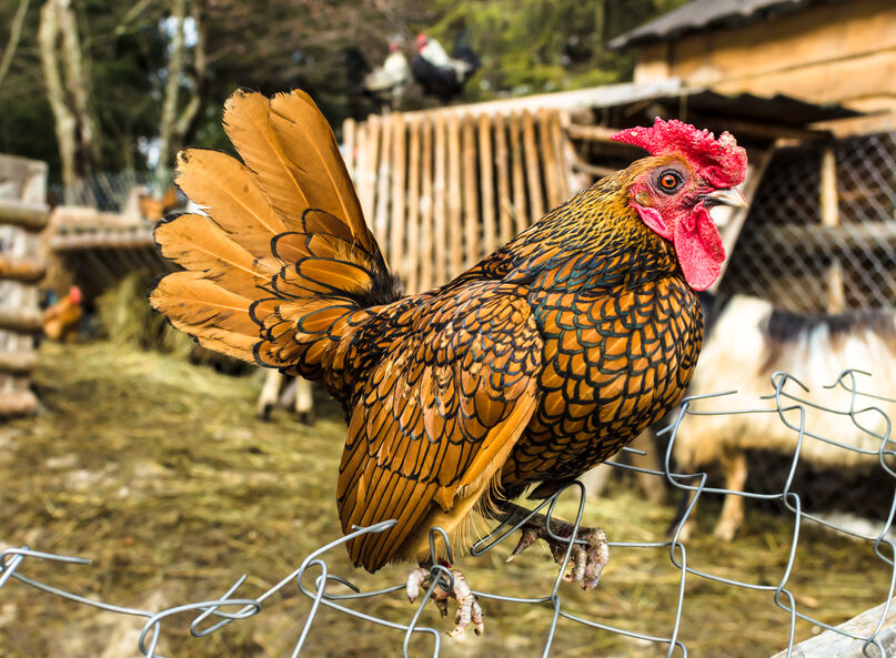 Golden Sebright Bantam Day Old Chicks Chickens For Backyards