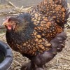 Golden Laced Cochin Chicken