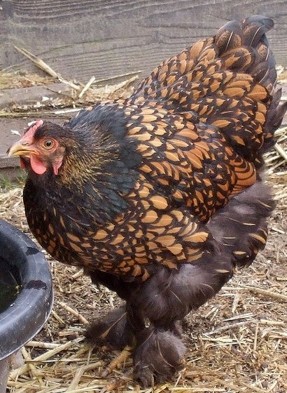 Golden Laced Cochin Chicks for Sale