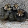 Golden Laced Cochin Chicks