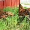 Golden Laced Cochin Chickens in the grass