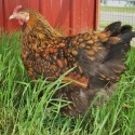 Golden Laced Cochin Chicken in grass